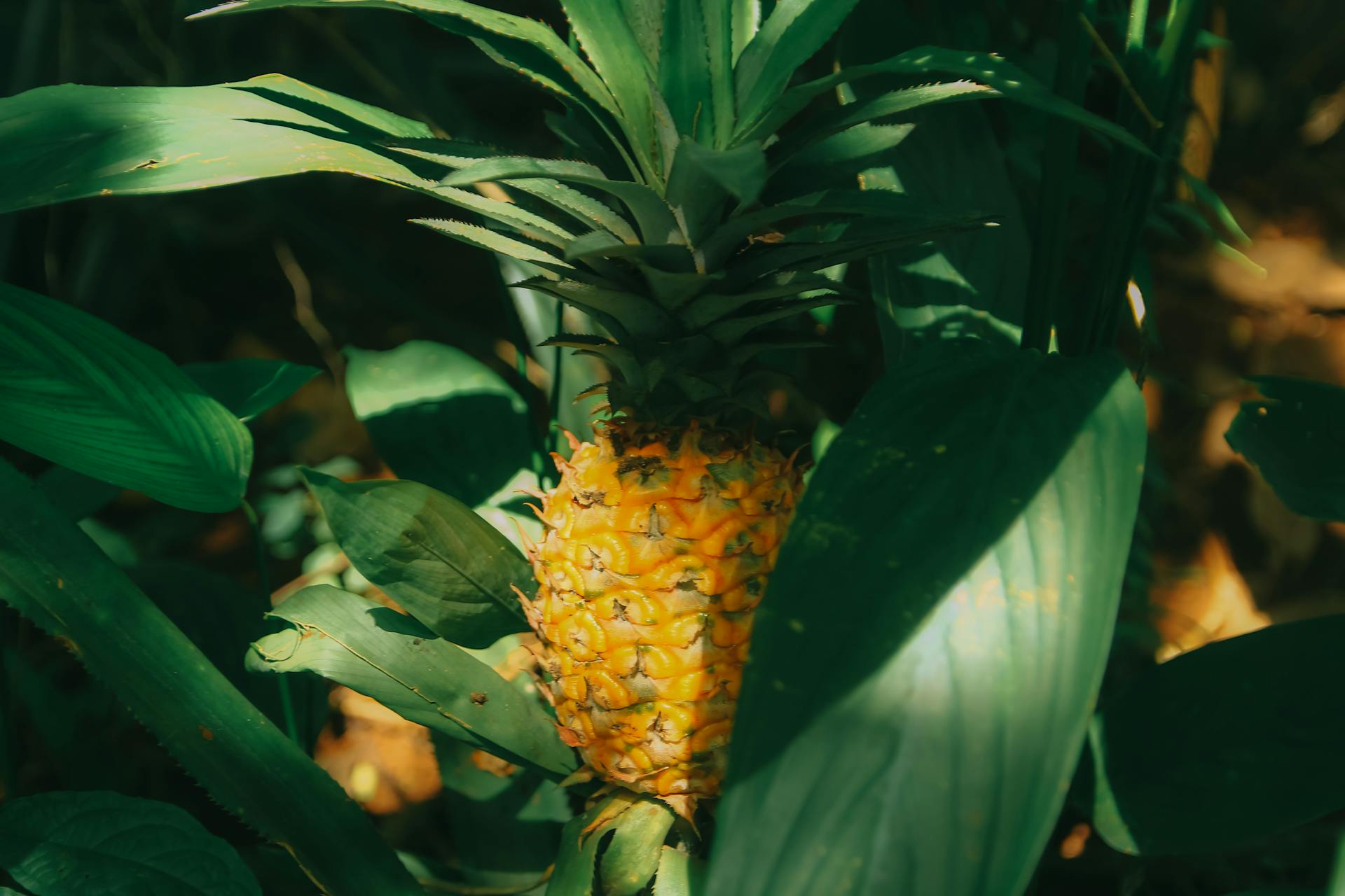 https://www.pexels.com/zh-cn/photo/pinepapple-1206597/